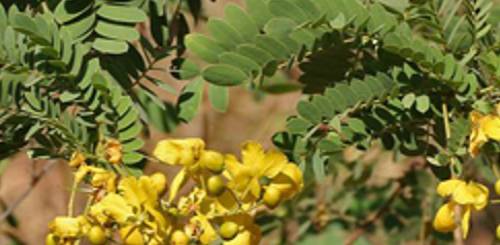 Natural Henna Powder (Cassia Obavata)